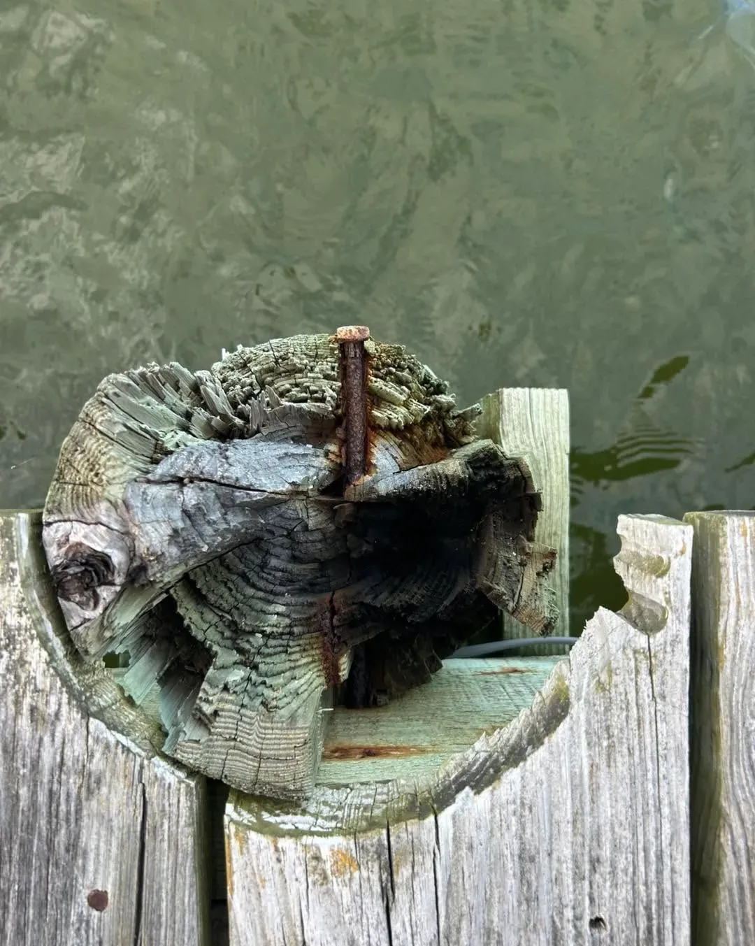 Rotted piling top with a bolt